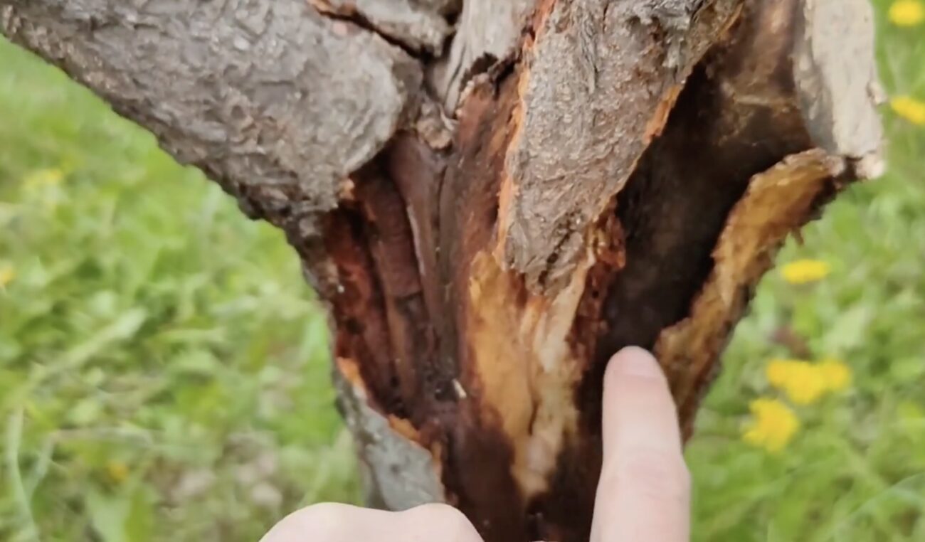 Садівники розповіли, чим замазати тріщини в корі дерев