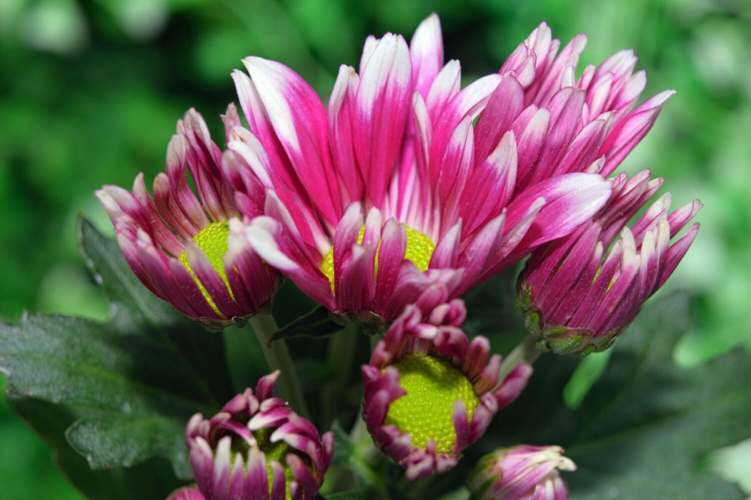 Квітникарі розповіли, як правильно укрити хризантеми на зимовий період