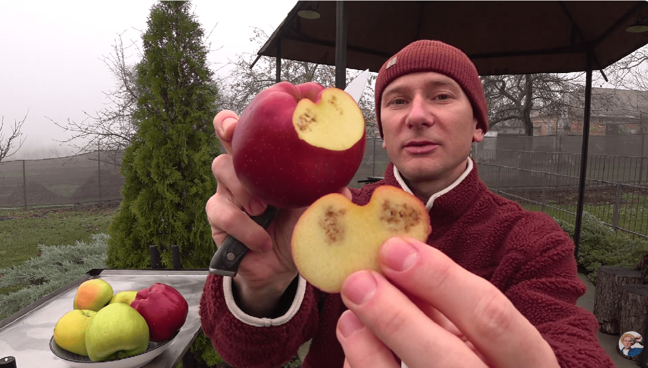 Чому яблука погано зберігаються та покриваються плямами