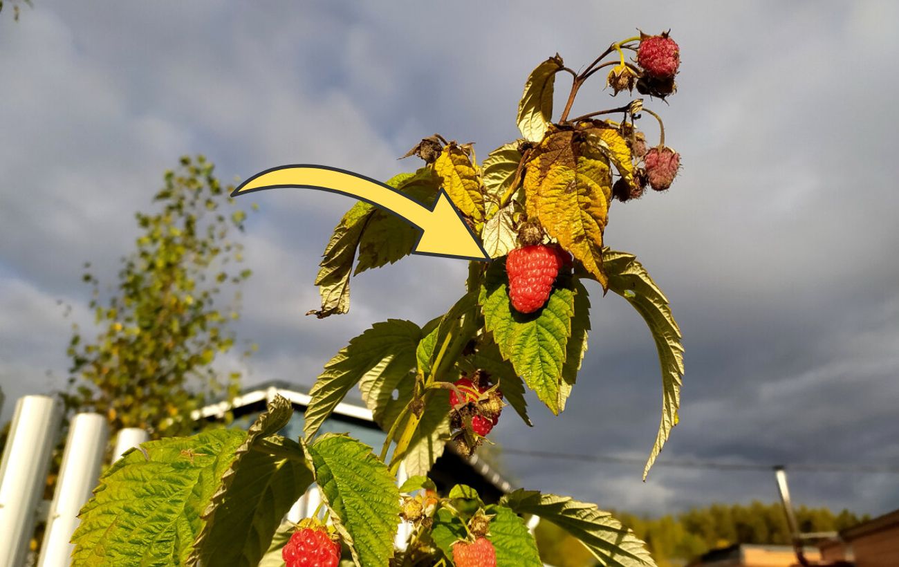 Городники розповіли, як захистити малину від міцних морозів