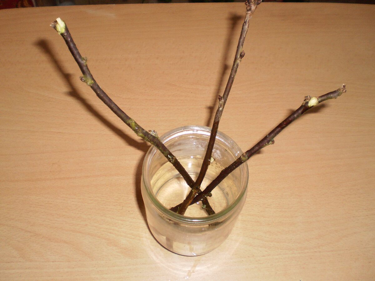 Експерти розповіли, як зробити натуральний укорінювач для живців 