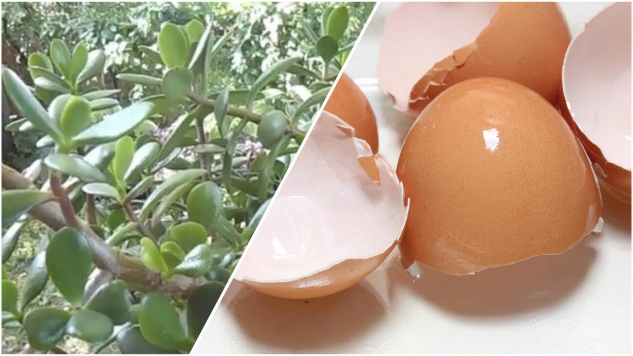 Квітникарі розповіли, чим яєчна шкаралупа корисна для грошового дерева