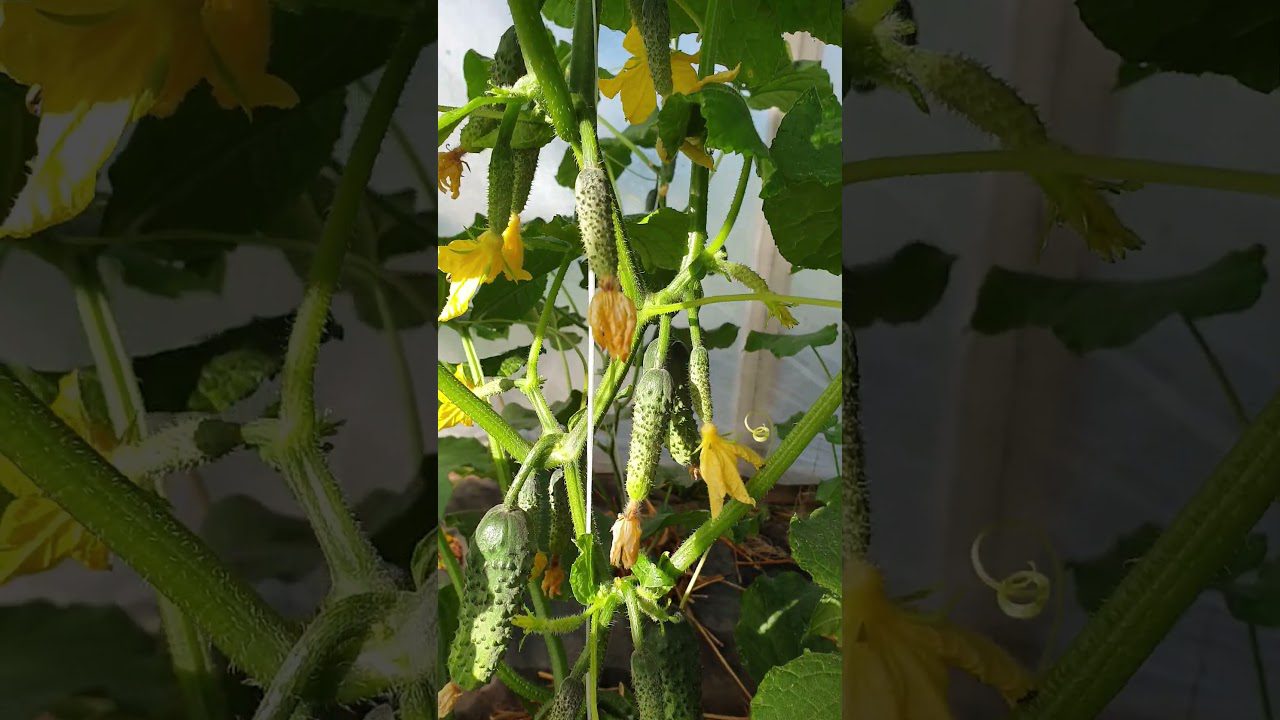 Сорт огірків Директор