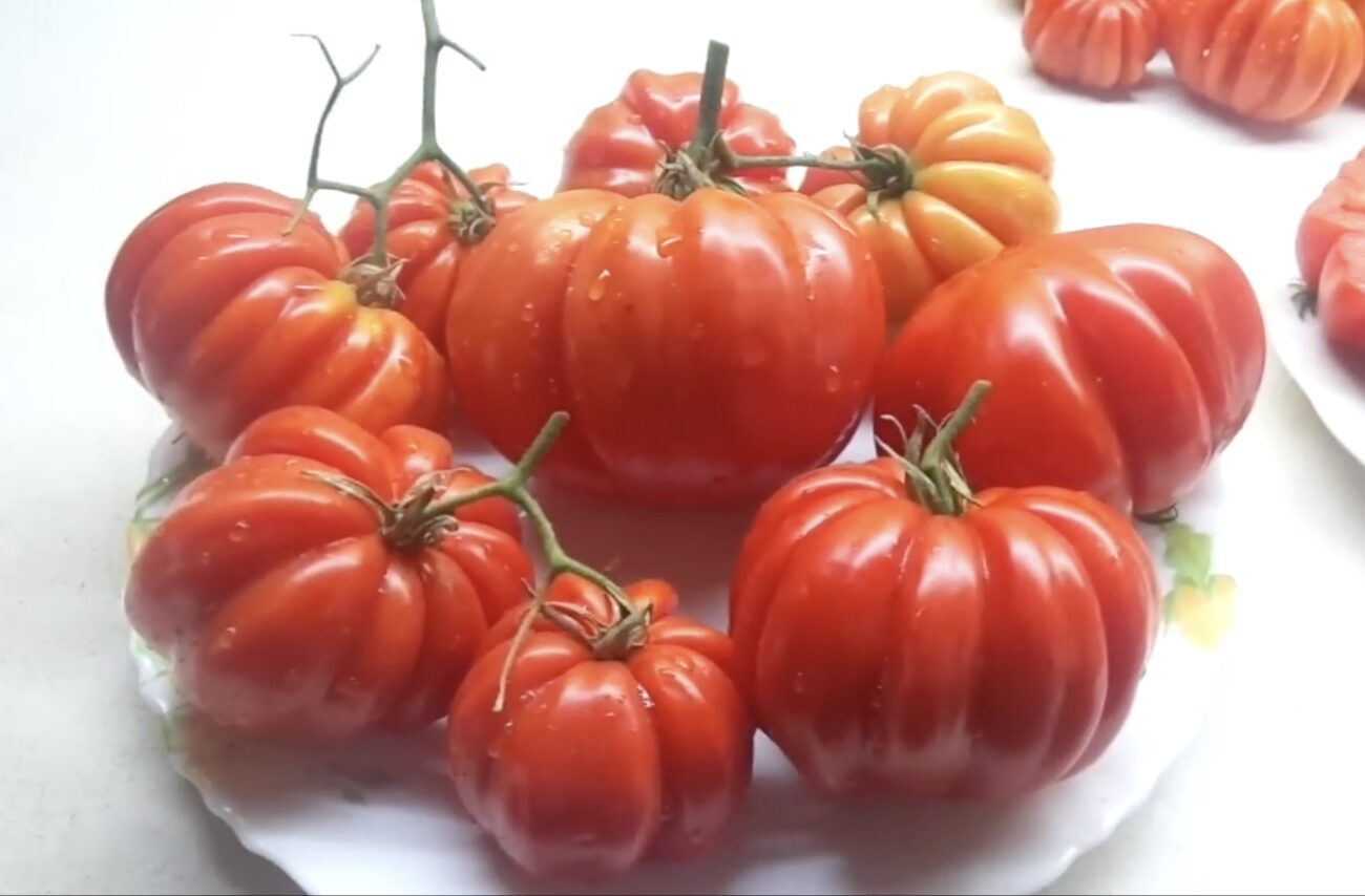Городники поділилися назвою сорту томату, що дає величезні плоди