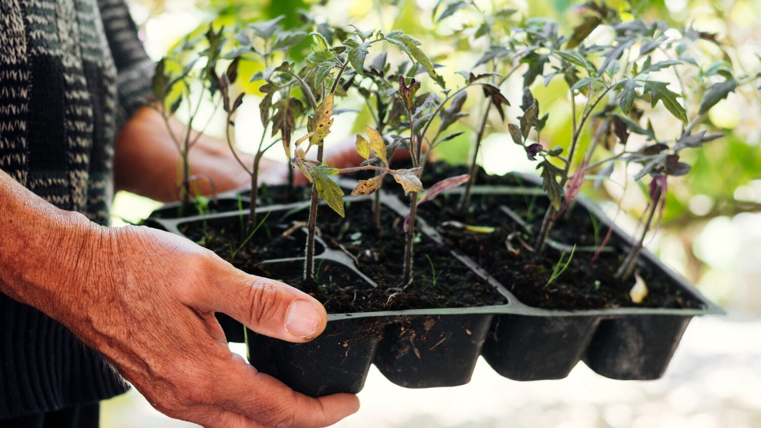 Городники розповіли, коли сприятливий час для висадки помідорів на розсаду Городники розповіли, коли сприятливий час для висадки помідорів на розсаду