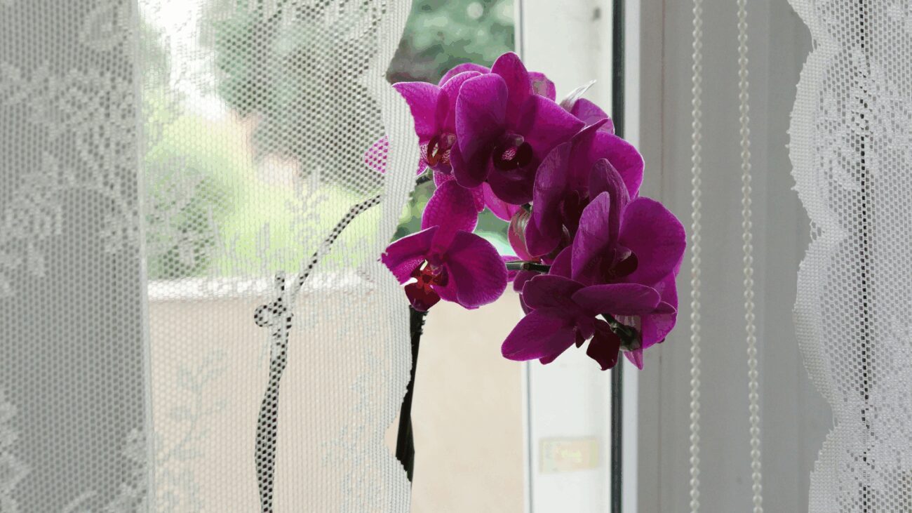 Квітникарі розповіли, які кімнатні рослини бояться холоду і як їх вберегти