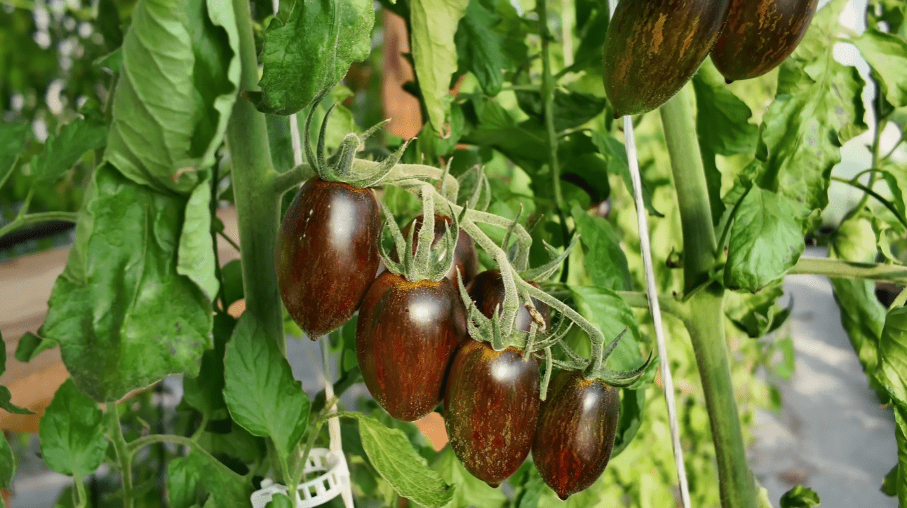 Городники назвали 3 сорти томатів з ідеальним та справжнім смаком