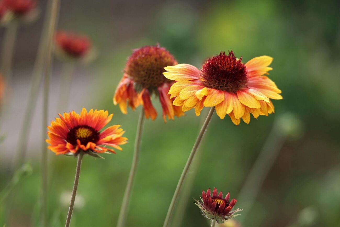 Досвідчені садівники розповіли, як можна легко зупинити ріст високих квітів 