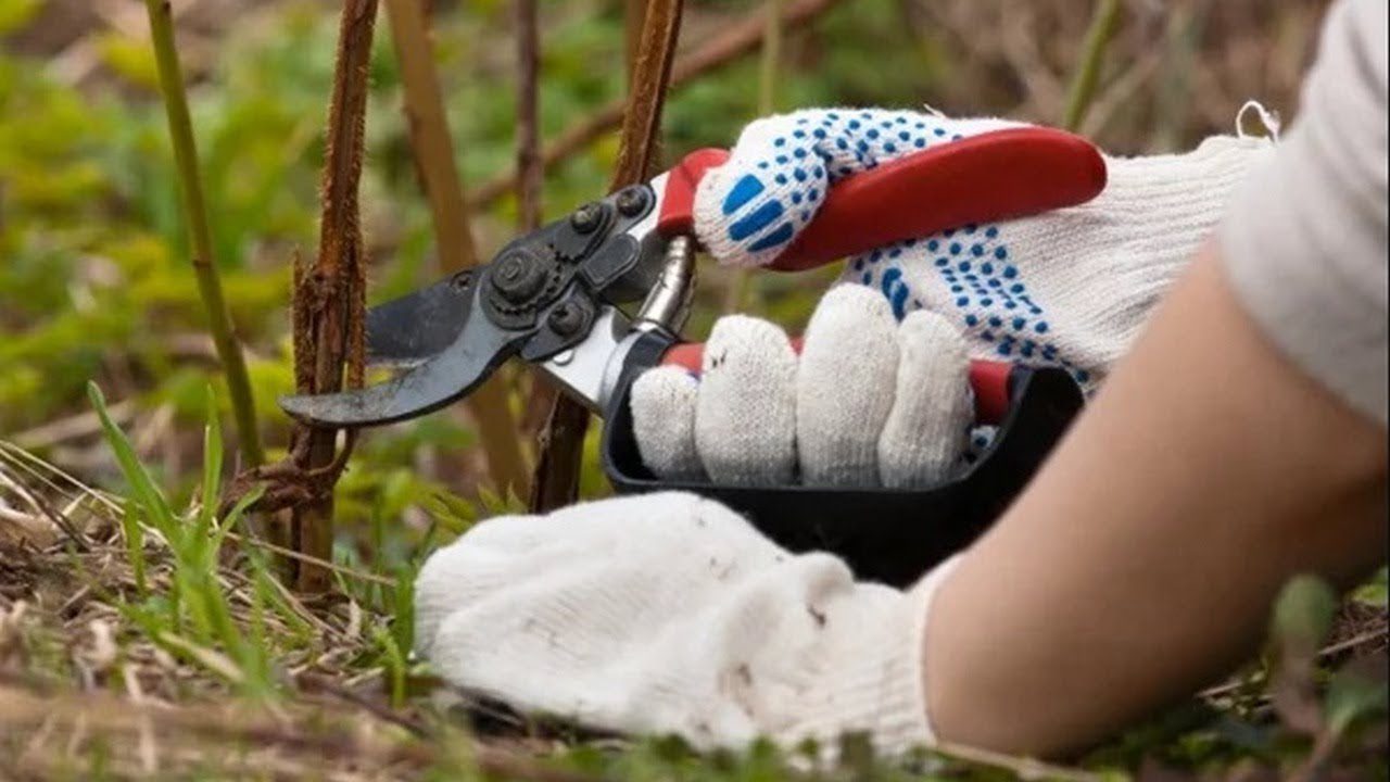 Правила обрізки малини в грудні