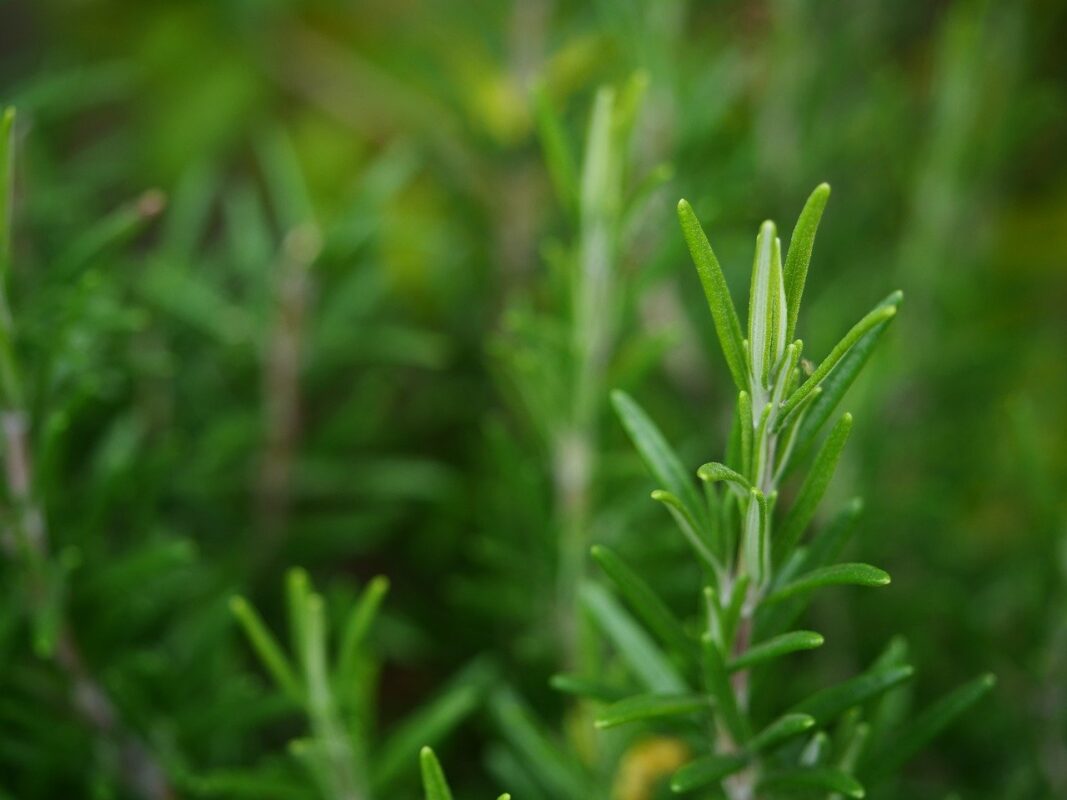 Експерти назвали найдієвіші засоби від молі в шафах