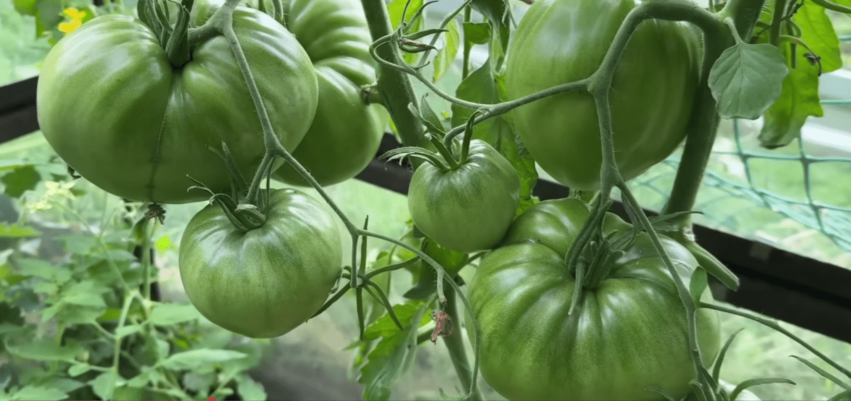 Садівники назвали найкращі сорти помідорів, які садитимуть у 2026 році