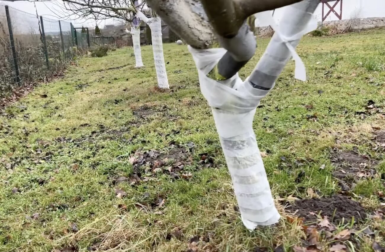 Садівники розповіли, чим замінити класичну побілку дерев