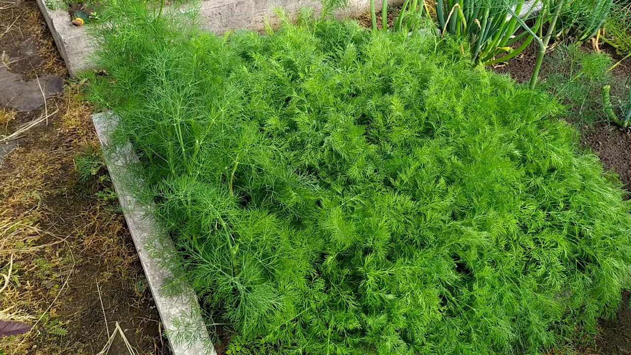 Городники дали поради, як правильно садити кріп у грудні  