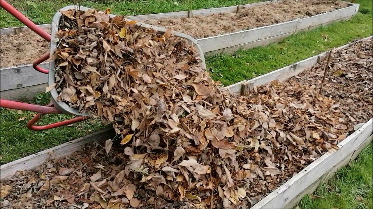 Городники розповіли, що не можна накривати опалим листям і чому