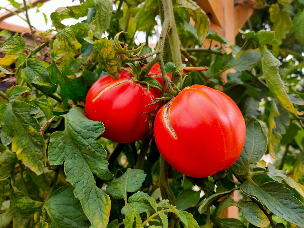 Експерти розповіли, які сорти томатів не варто садити на городі