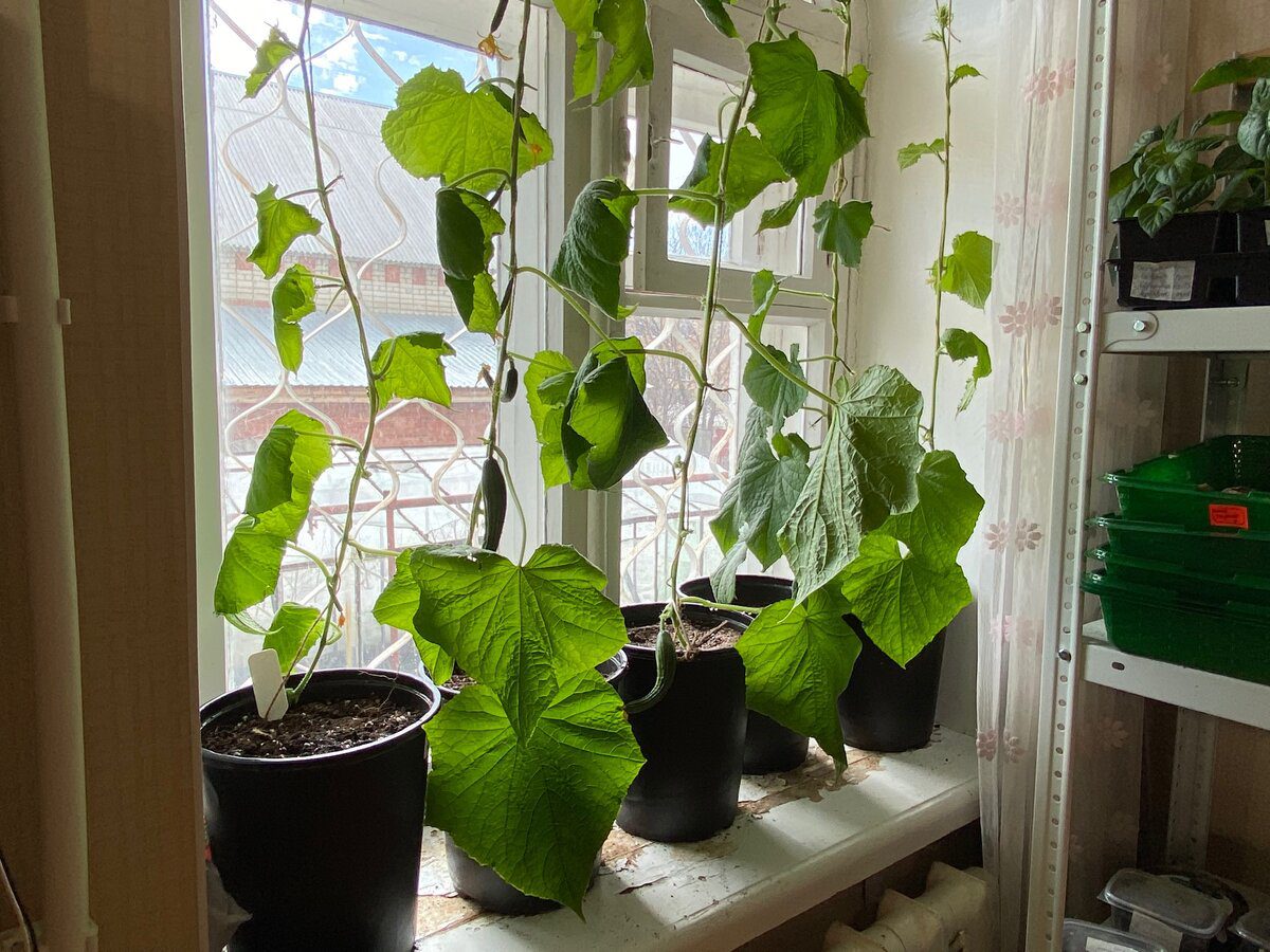 Експерти розповіли про максимально доступний спосіб покращити врожайність огірків на вікні