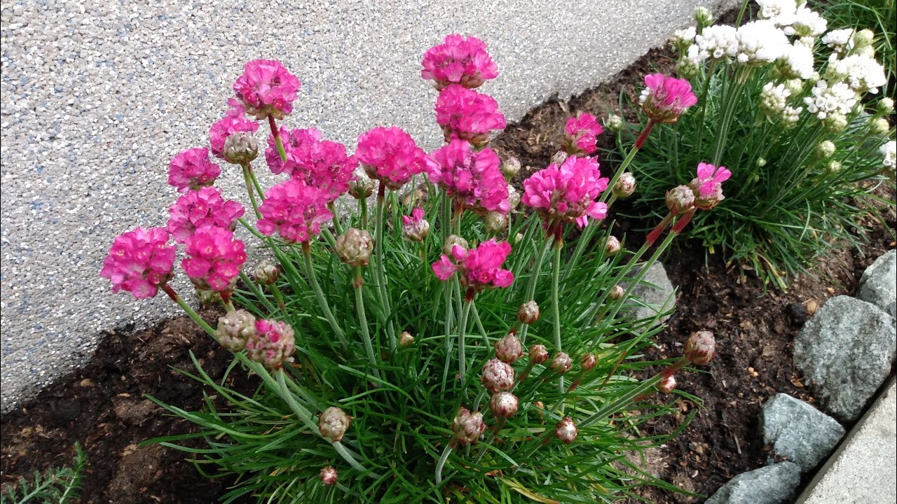 Садівники назвали багаторічник, який цвіте все літо і не боїться морозів