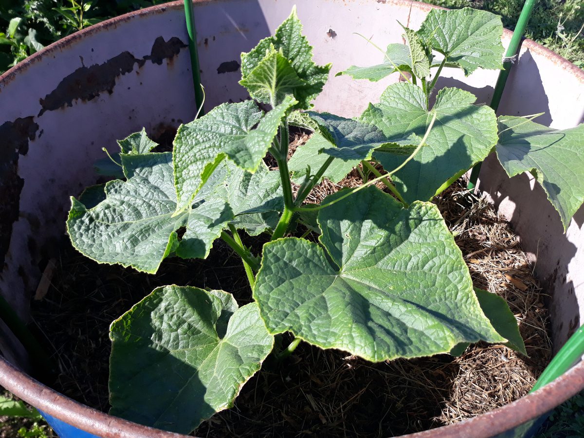 Експерти розповіли, як правильно виростити огірки взимку