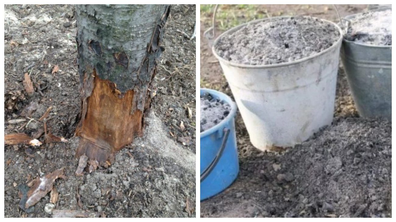 Садівники розповіли про останню обробку дерев перед зимою