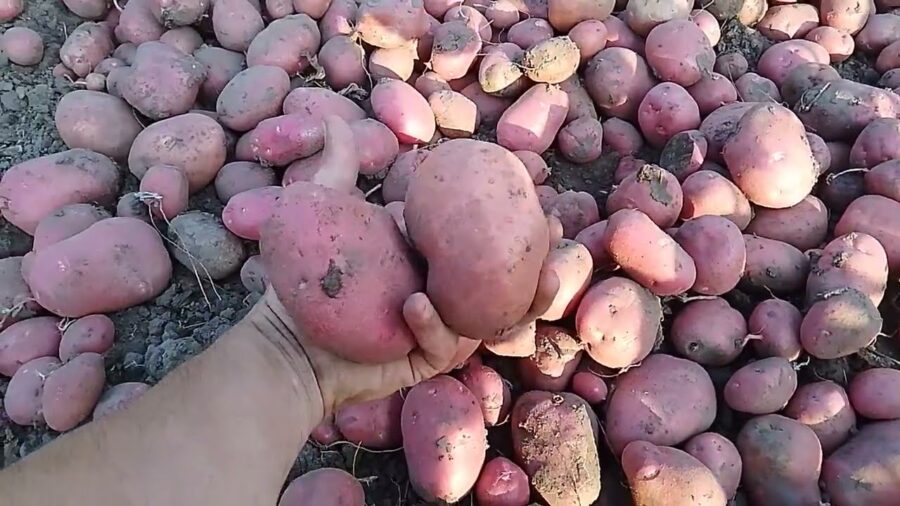 Городники розповіли, як крейда допомагає зберігати овочі у льосі