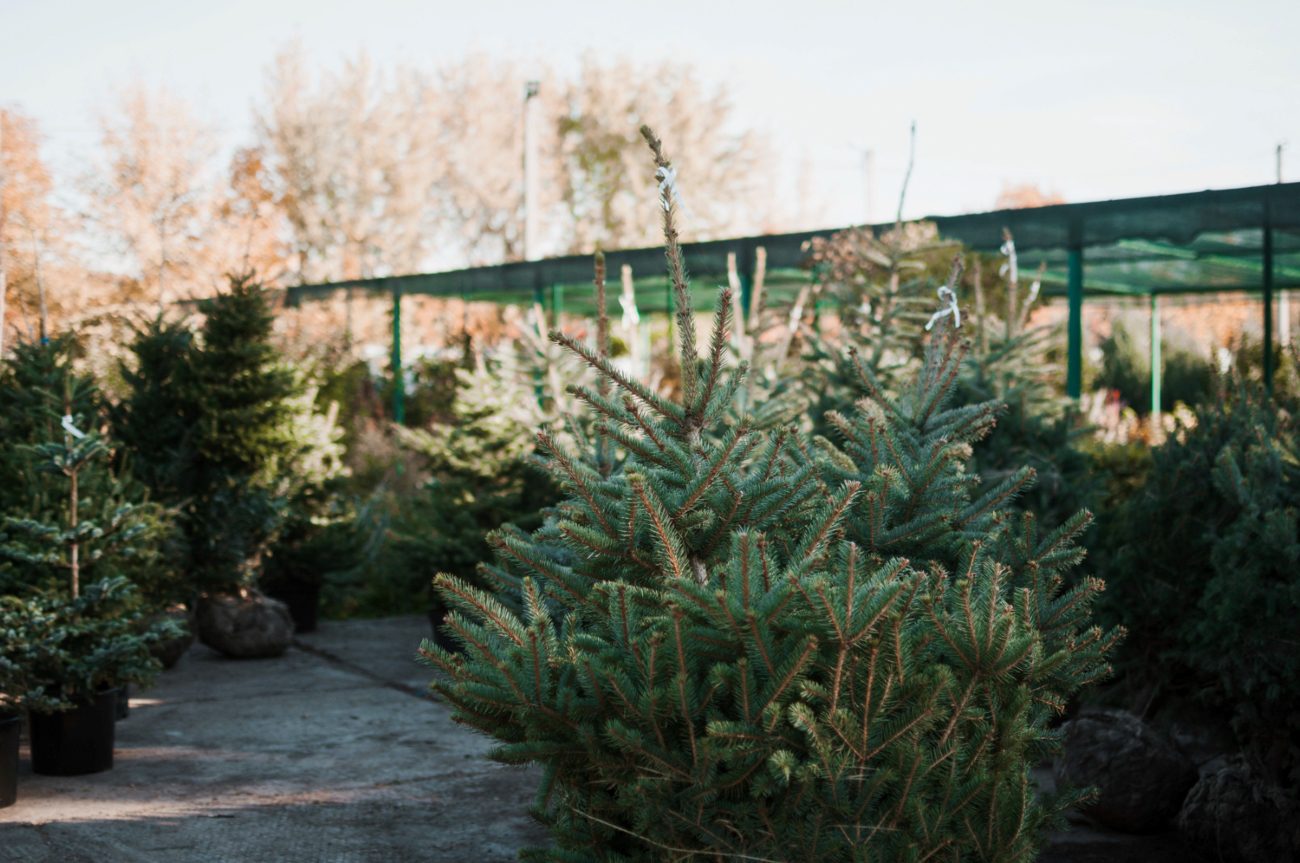 Експерти розповіли, які рослини краще не висаджувати на власній ділянці