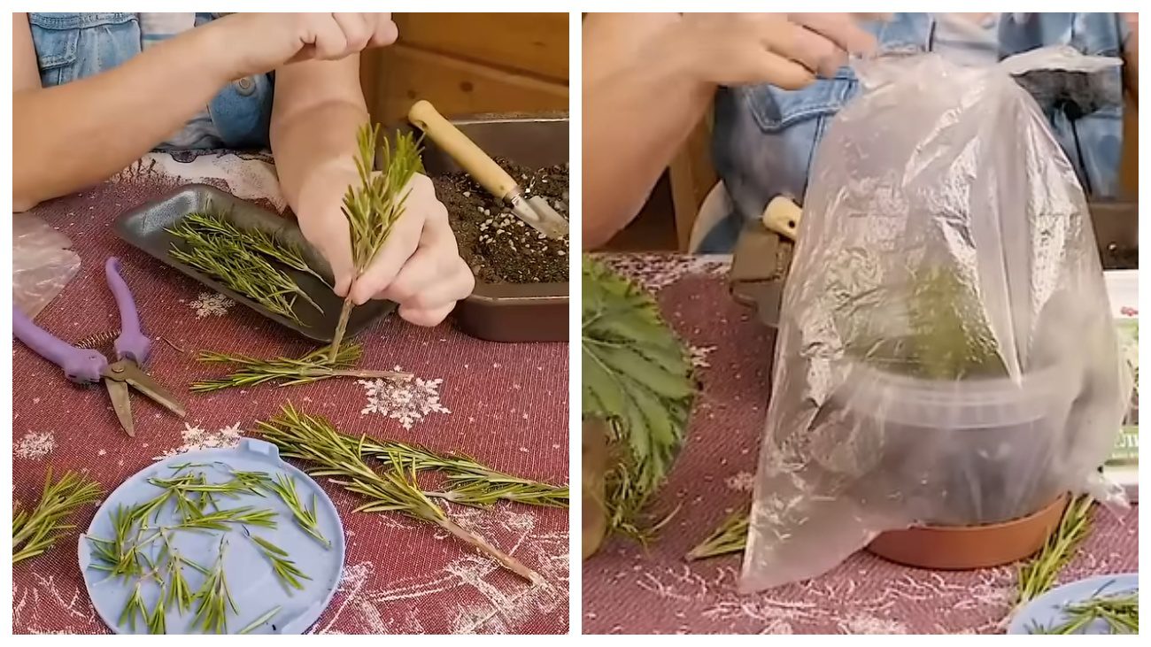 Господині розповіли про вирощування розмарину на підвіконні