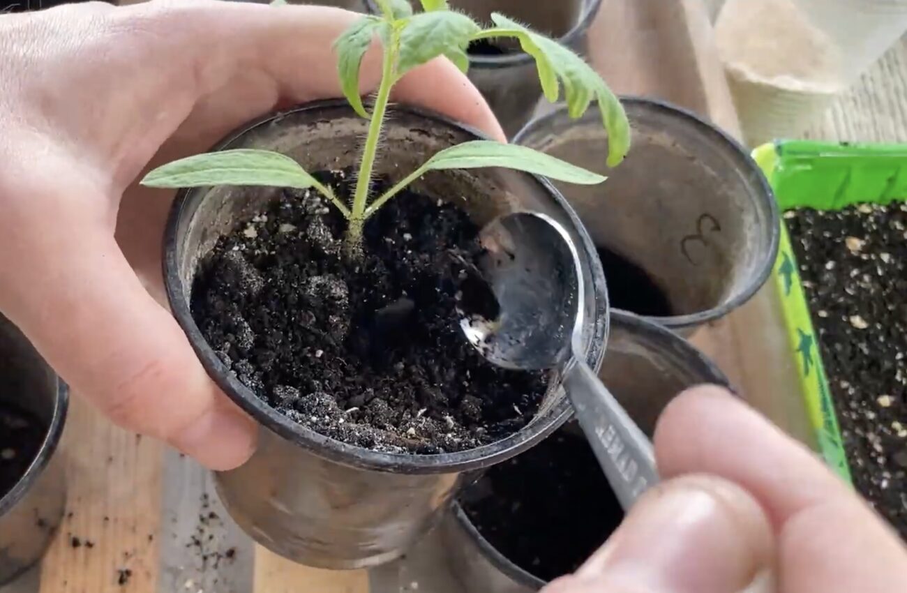 Городники розповіли, як підготувати ґрунт для весняної розсади  