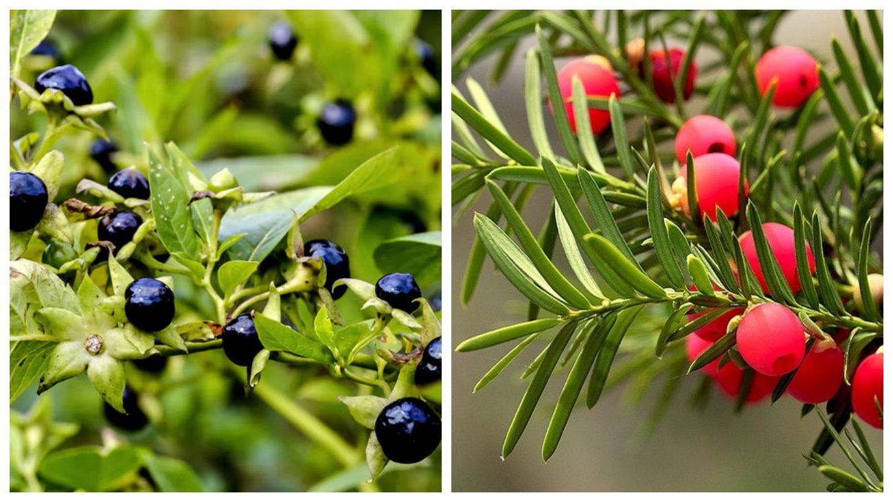 Садівники назвали 4 отруйні рослини, яких потрібно уникати на дачі