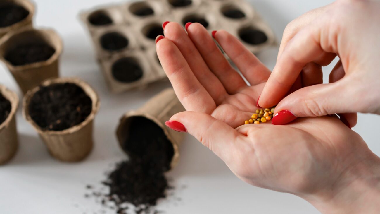 Городники розповіли, в якому розчині замочити насіння, щоб воно точно проросло