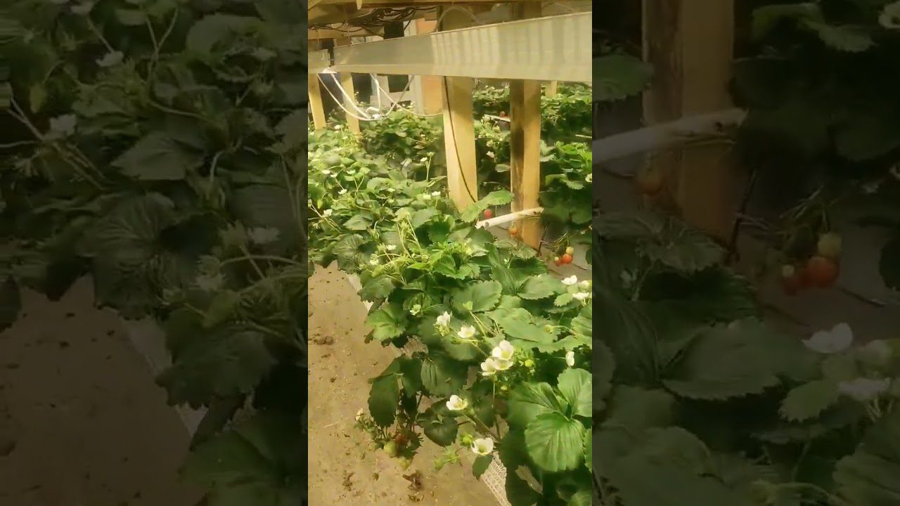 Чим полити полуницю в грудні