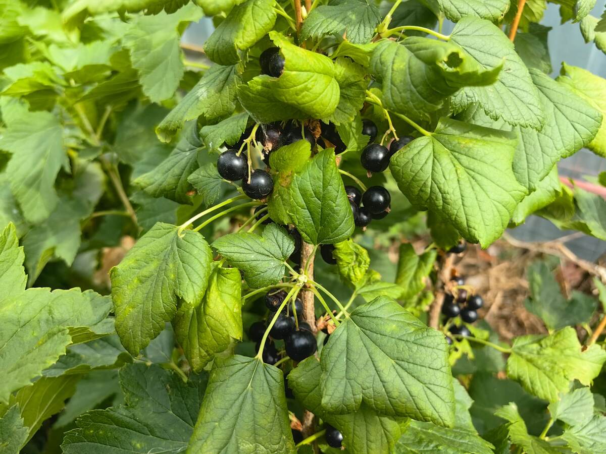 Експерти розповіли, як правильно удобрювати чорну смородину у грудні для високої врожайності