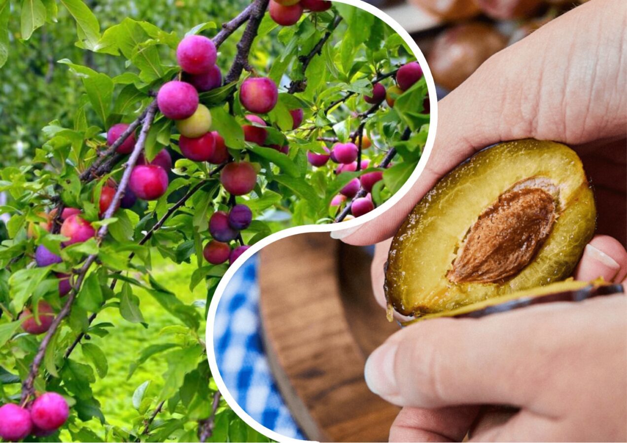 Городники розповіли, чим обробити кісточкові дерева перед морозами