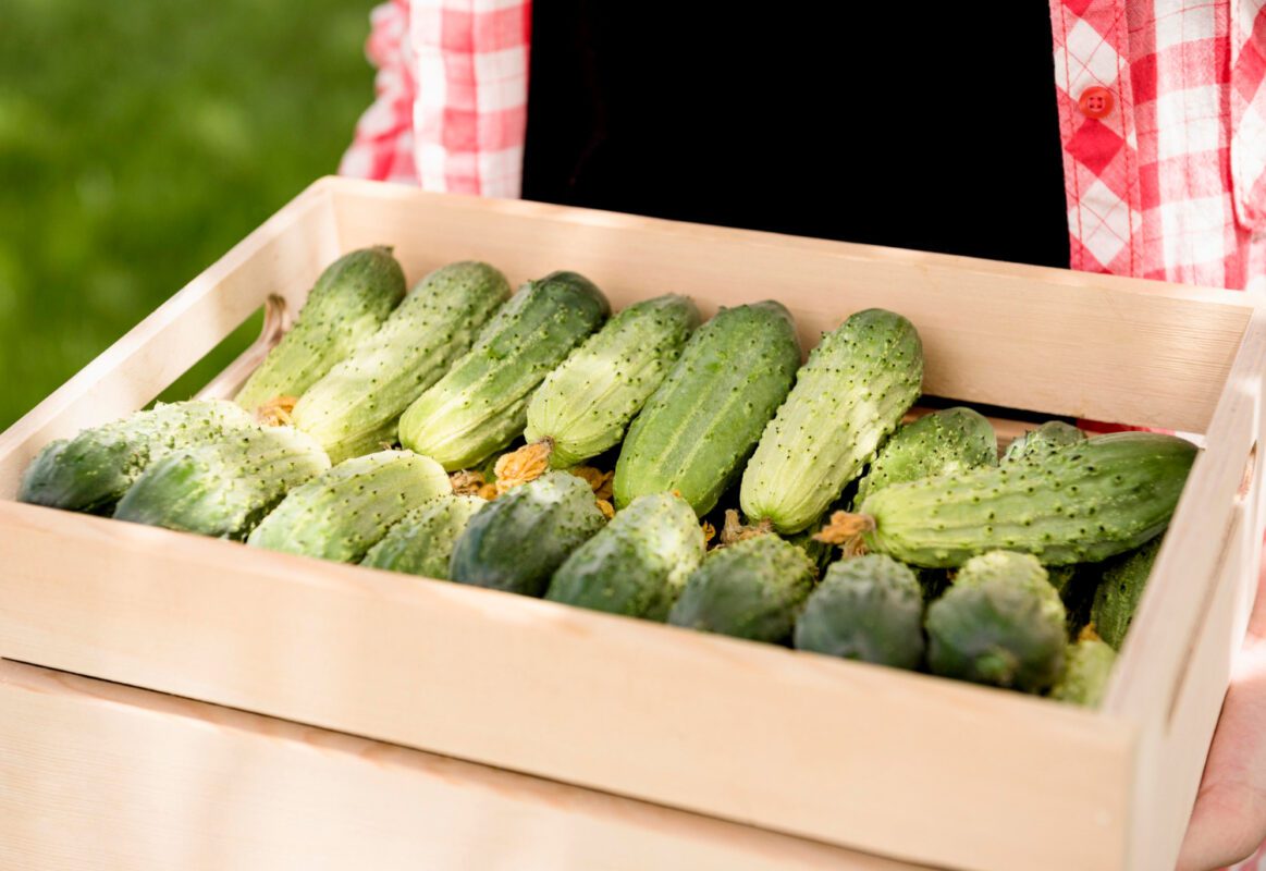 Агрономи розсекретили найстійкіші сорти огірків для посадки в 2026-му