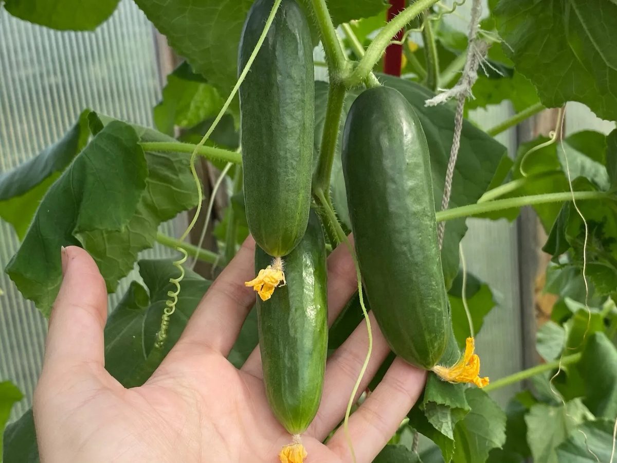 Експерти розповіли, як без зайвих клопотів отримати міцну розсаду огірків  