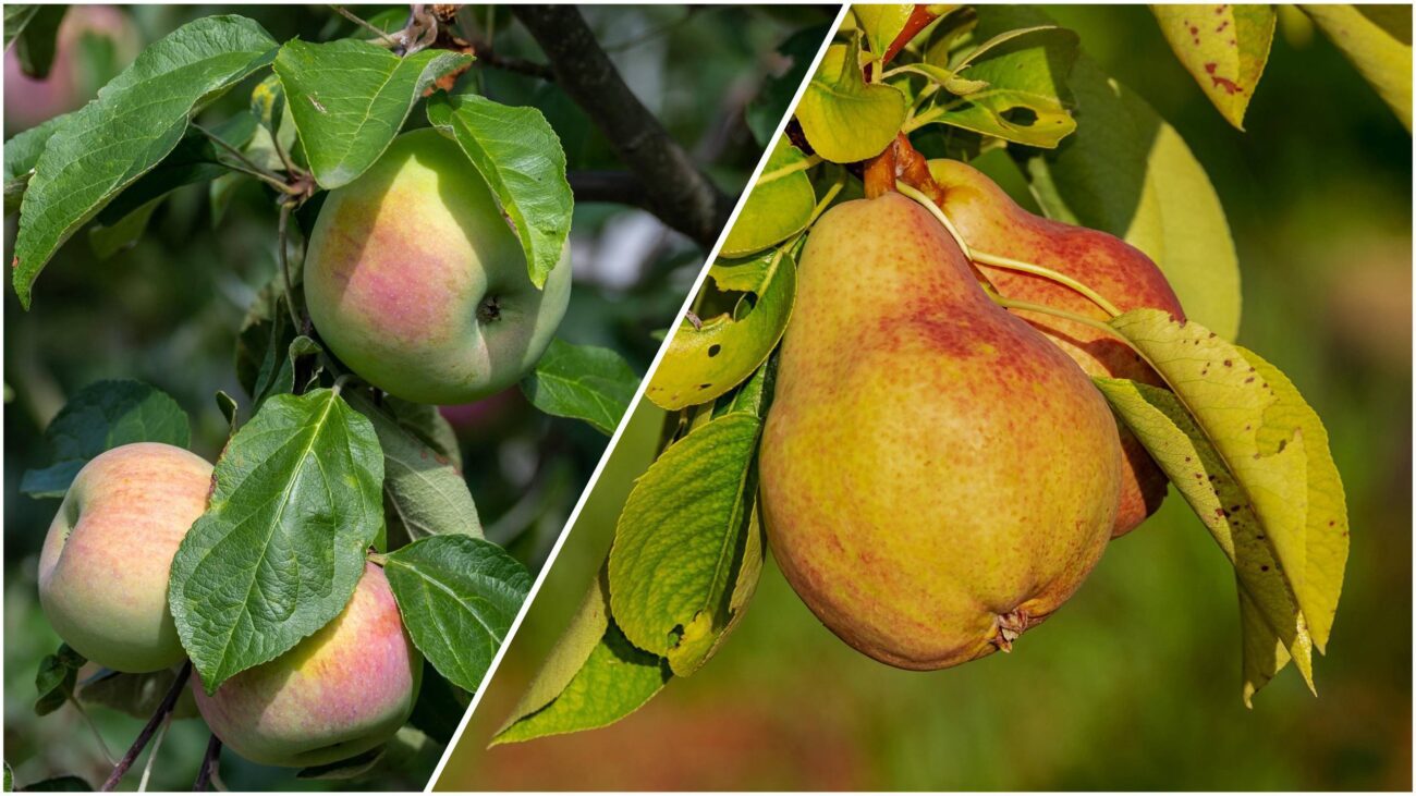 Садівники розповіли, які рослини потрібно обовʼязково обрізати в грудні Садівники розповіли, які рослини потрібно обовʼязково обрізати в грудні