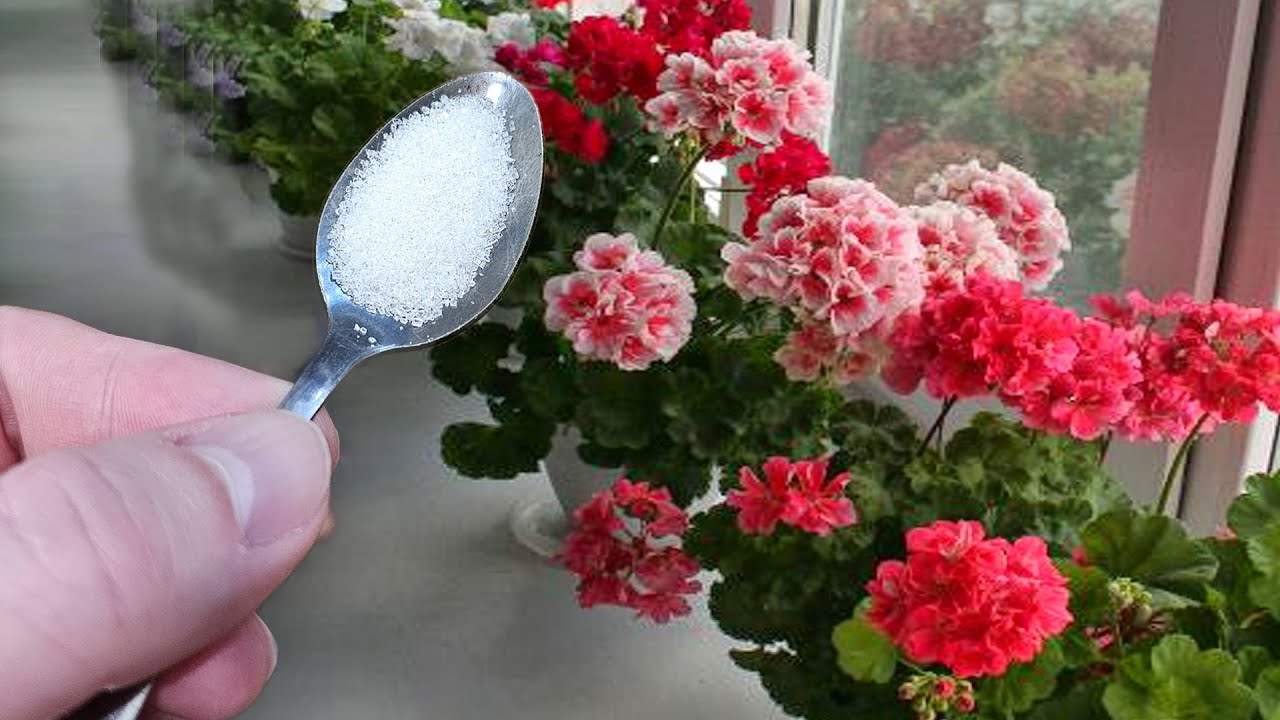 Квітникарі розповіли, чим можна ефективно підгодувати герань узимку