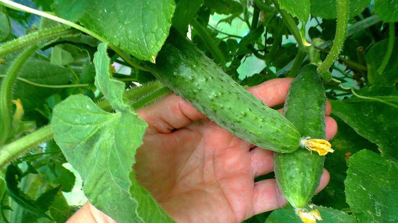 Городники назвали сорти огірків, які будуть популярними у наступному році Городники назвали сорти огірків, які будуть популярними у наступному році