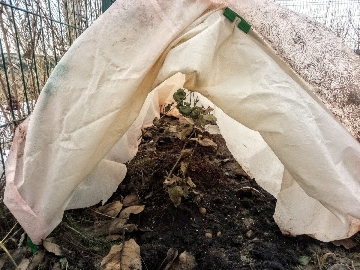 Садівники розповіли, що робити, якщо взимку на трояндах набрякли бруньки Садівники розповіли, що робити, якщо взимку на трояндах набрякли бруньки