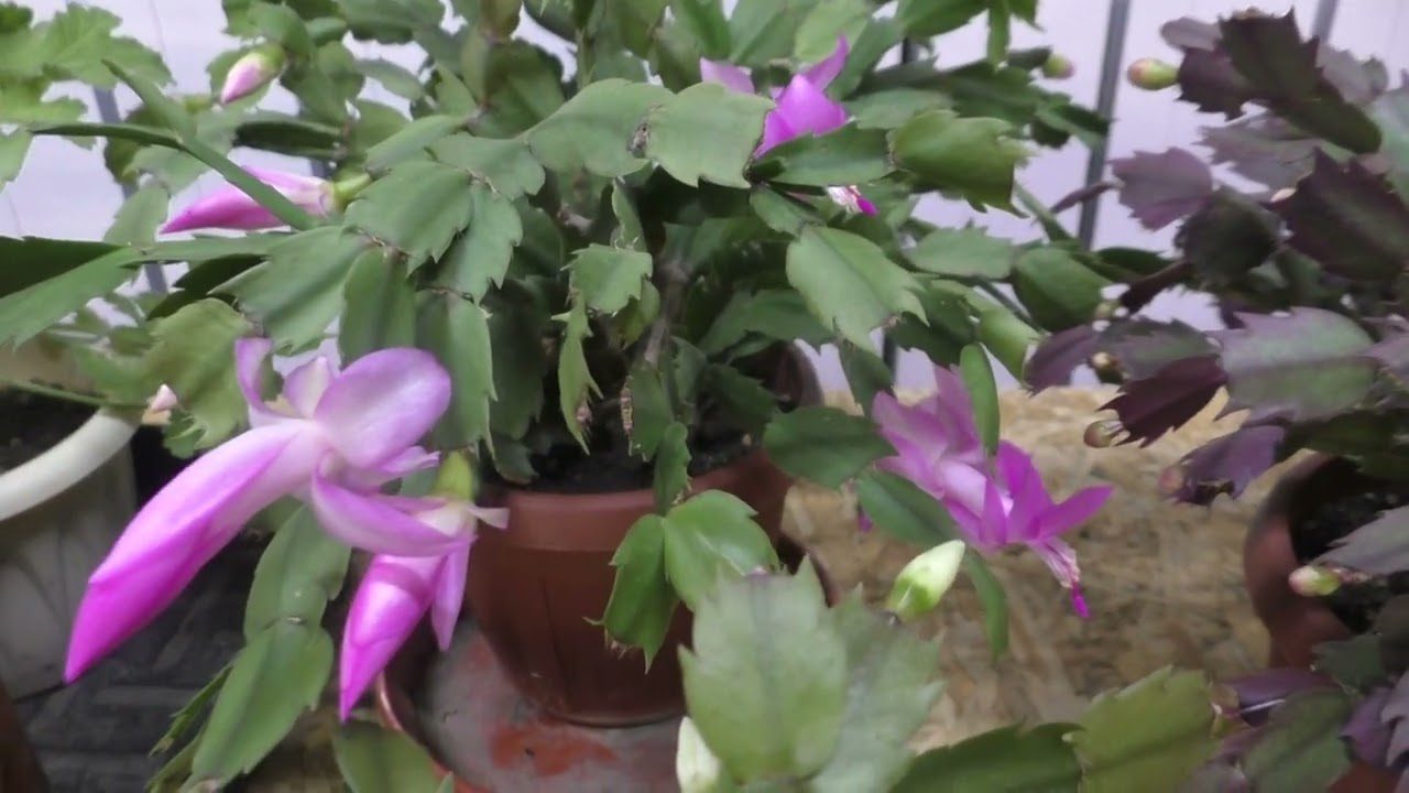 Квітникарі назвали добриво, яке позитивно впливає на ріст та цвітіння декабриста