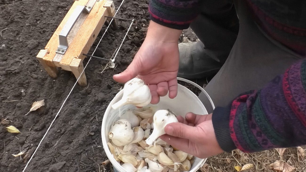 Городники розповіли, чим підгодувати озимий часник у грудні 2025 року Городники розповіли, чим підгодувати озимий часник у грудні 2025 року