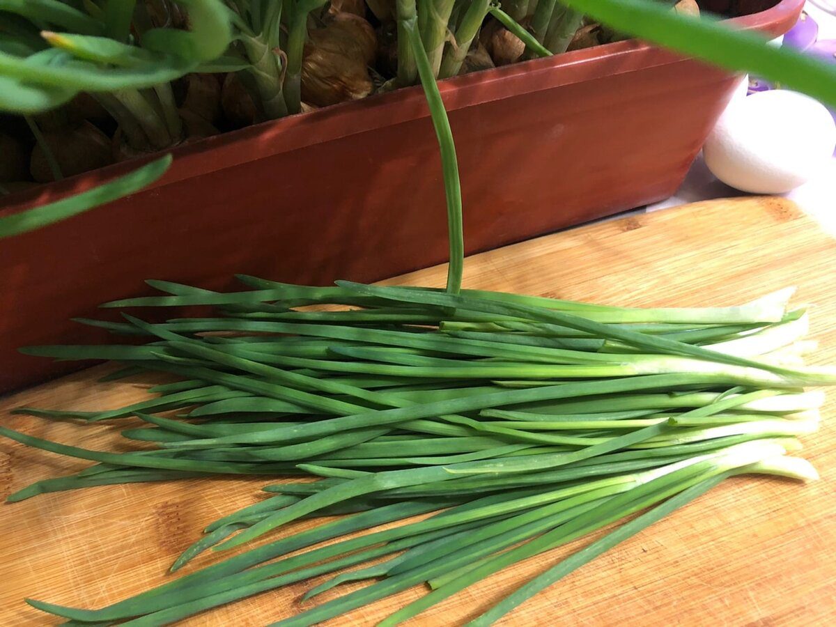 Садівники розповіли про метод вирощування зеленої цибулі на паперовому рушнику – порада