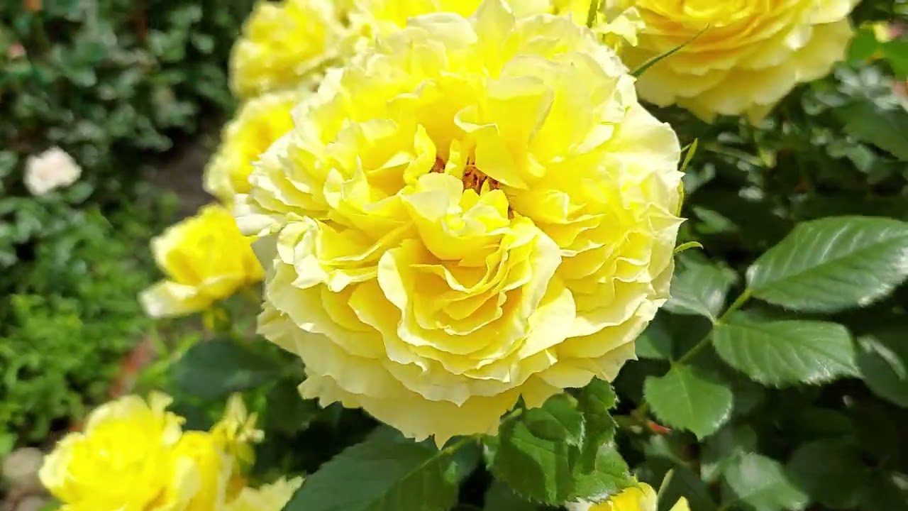 Садівники розповіли, навіщо варто залишати листя на трояндах взимку