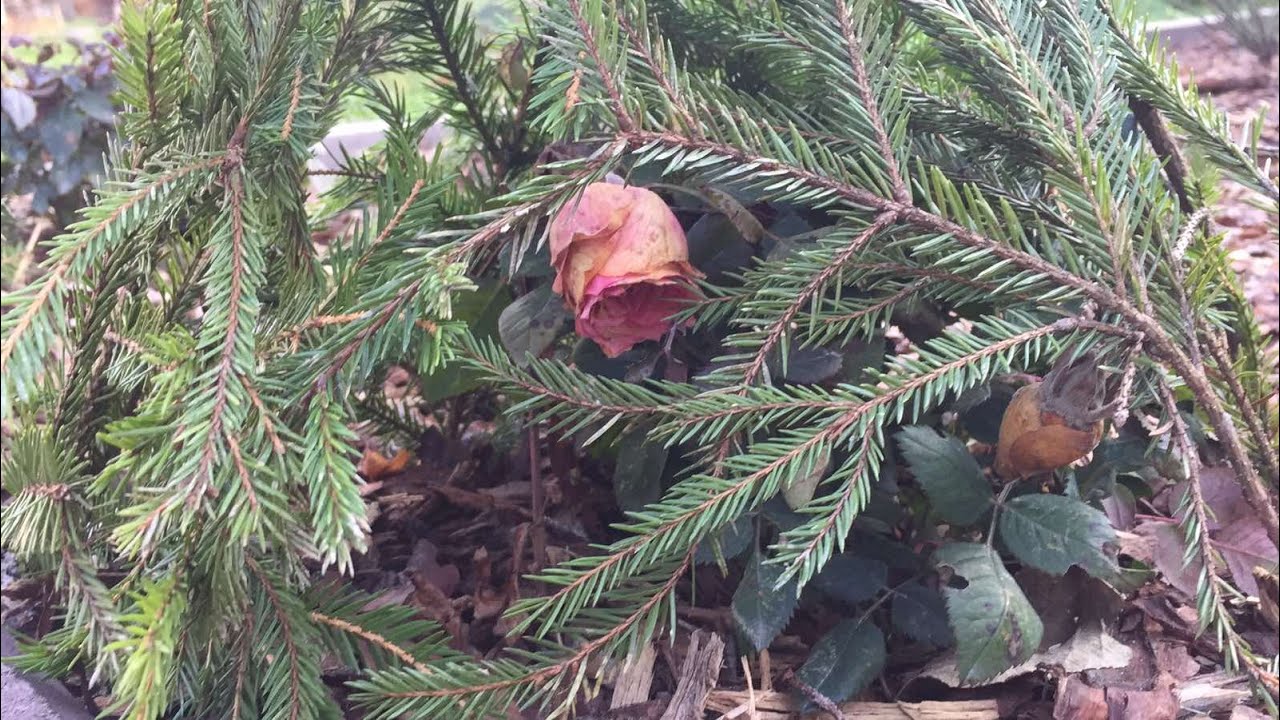 Головне правило догляду за трояндами взимку