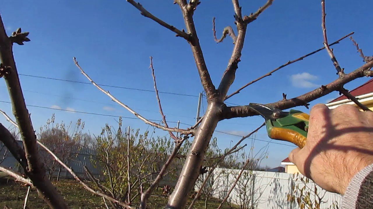 Городники розповіли, чи можна обрізати кущі та дерева у грудні 2026 Городники розповіли, чи можна обрізати кущі та дерева у грудні 2026