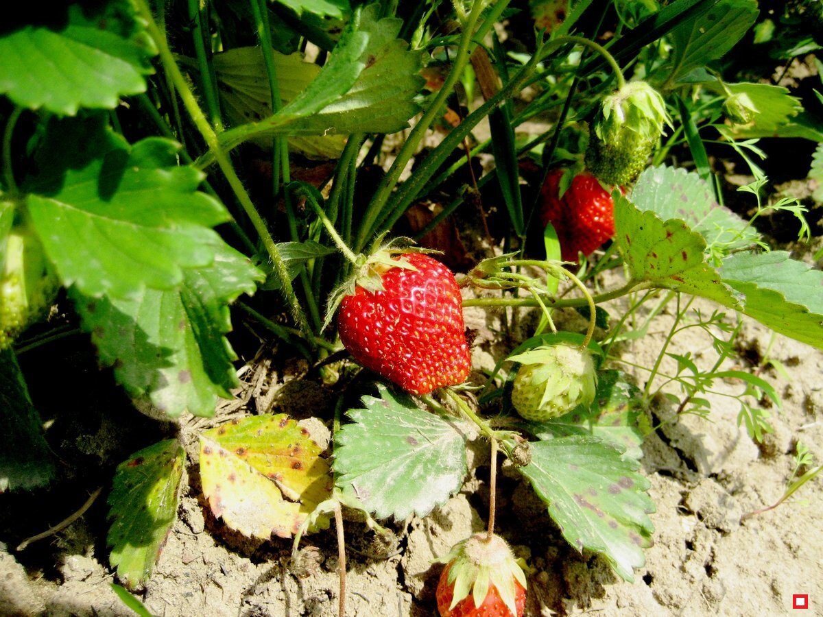 Городники розповіли, як позбутися нематоди на городі
