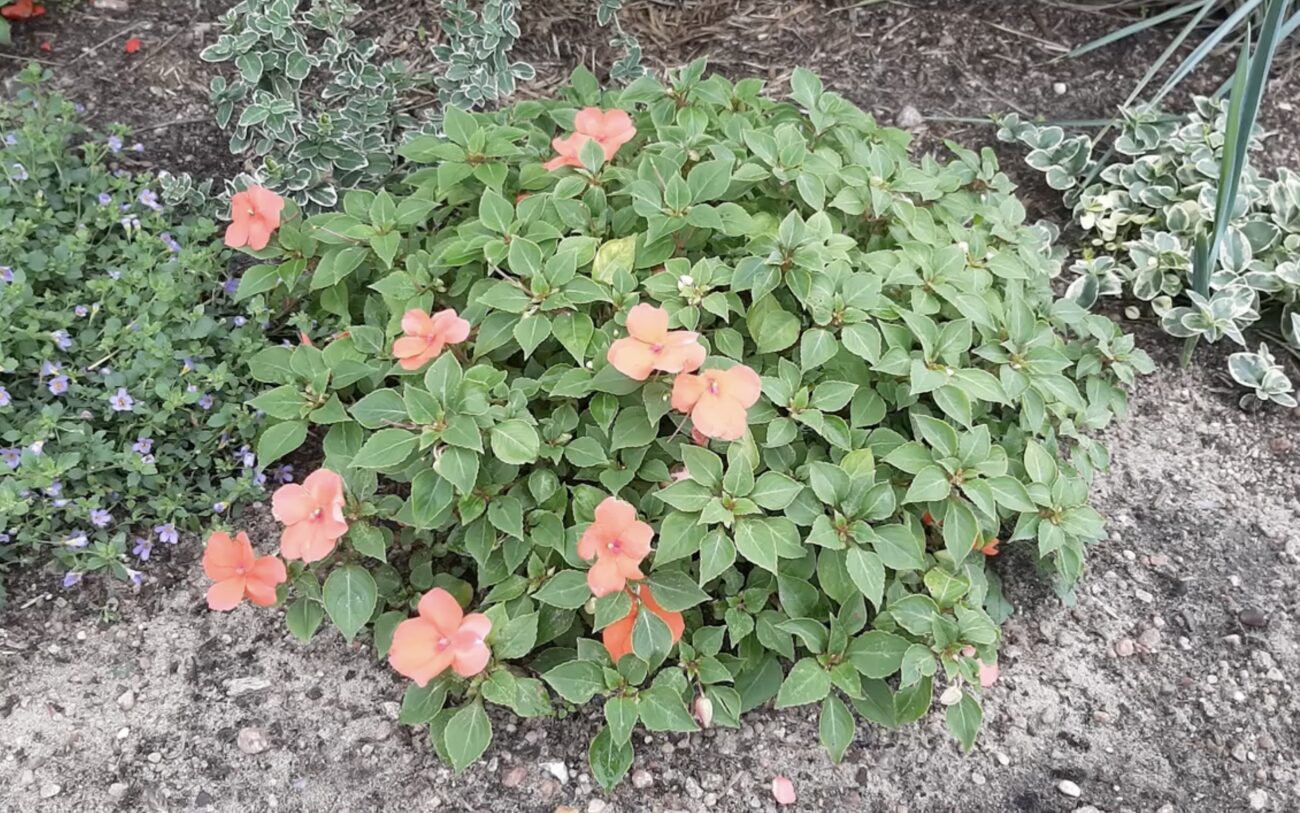 Садівники розповіли, які квіти можна сіяти у грудні