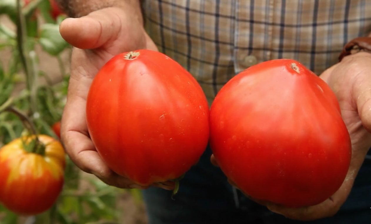 Городники назвали кращий сорт томатів із двох найпопулярніших