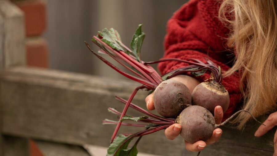 Городники розповіли, як зберігати буряки без гнилі до самої весни 