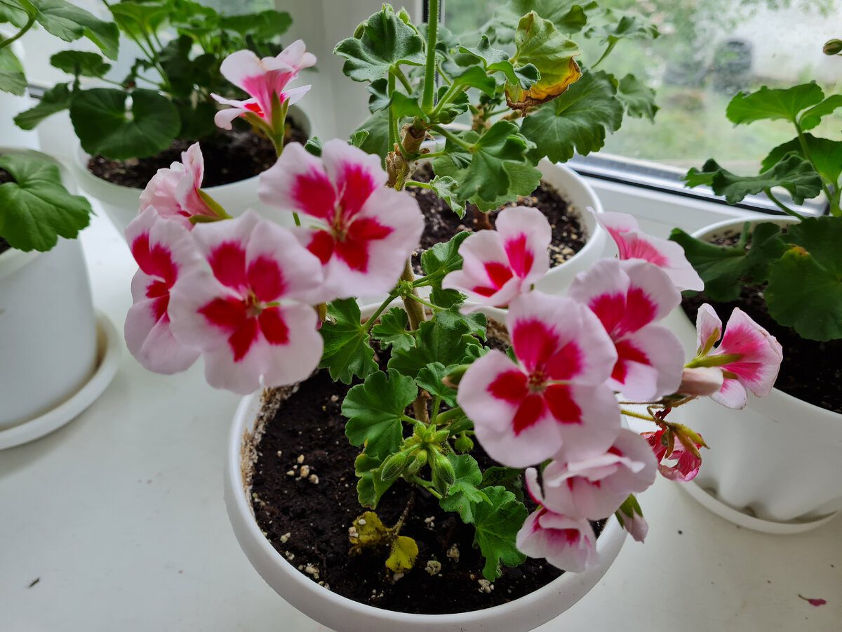Експерти розповіли, як доглядати за геранню в зимовий період для кращого та довшого цвітіння