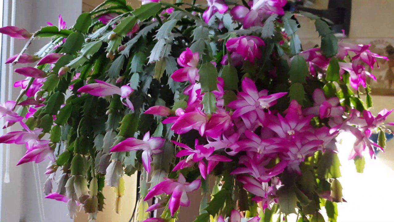 Експерти розповіли, як доглядати за декабристом взимку